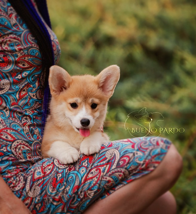 Щенки вельш корги пемброк из питомника. Питомник собак Акита, Хаски, Корги