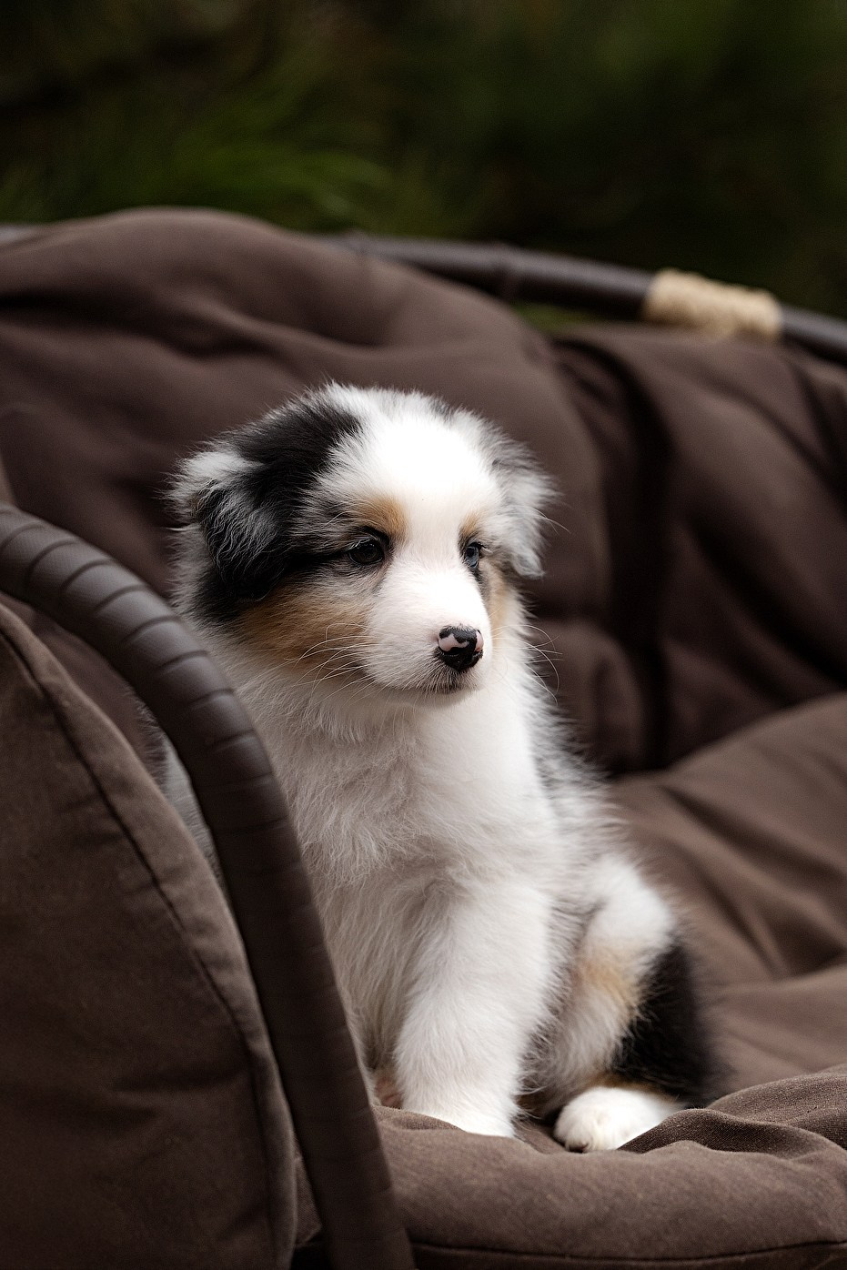 Портфолио: Фотосъёмка щенков в Москве и области — трогательные моменты. Фотограф-анималист и бренд-фотограф в Москве | Фотография собак, людей, бизнес-портрет