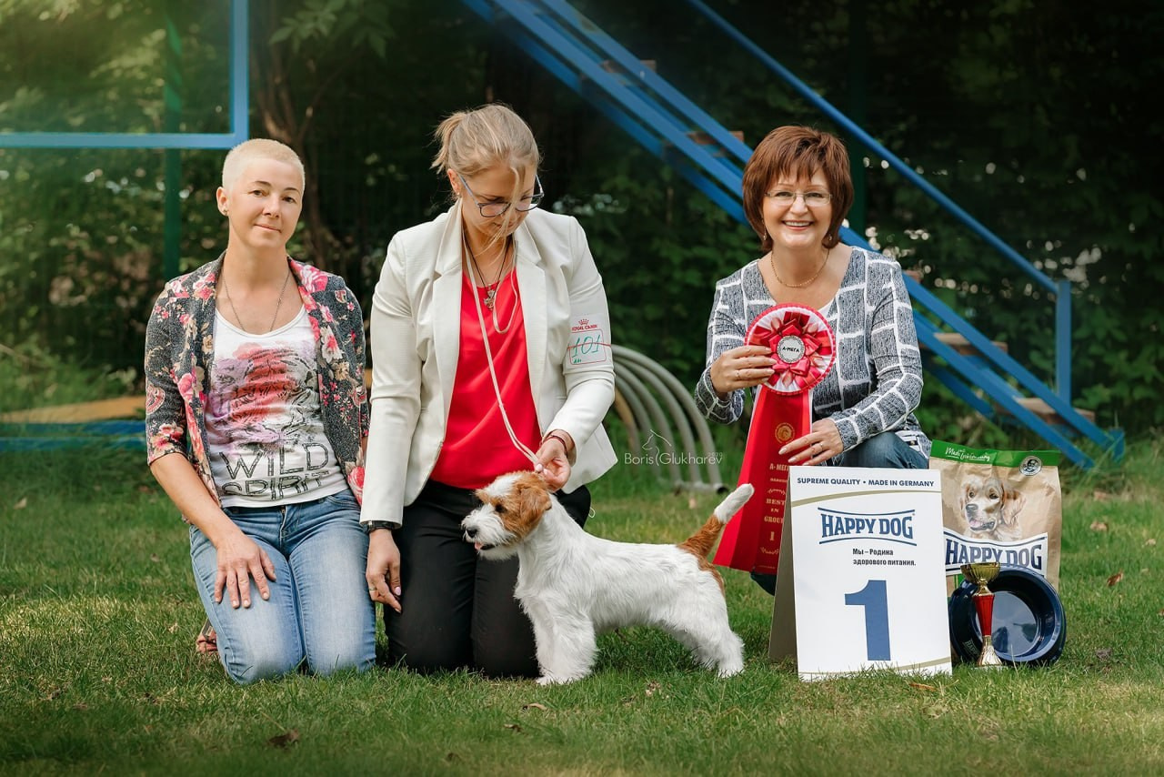 Lovely-Orange Strategy. Lovely-Orange питомник джек рассел терьеров