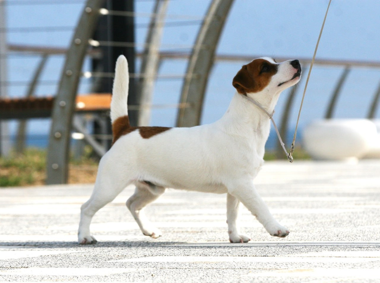 VOLNA STAR LAGERFELD LEGENDS. Lovely-Orange питомник джек рассел терьеров