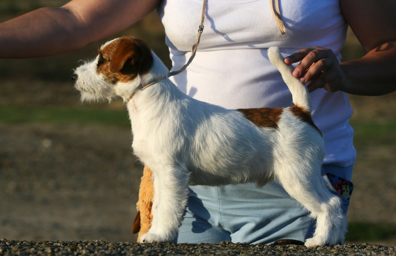 Port Fortis Amore Mio. Lovely-Orange питомник джек рассел терьеров