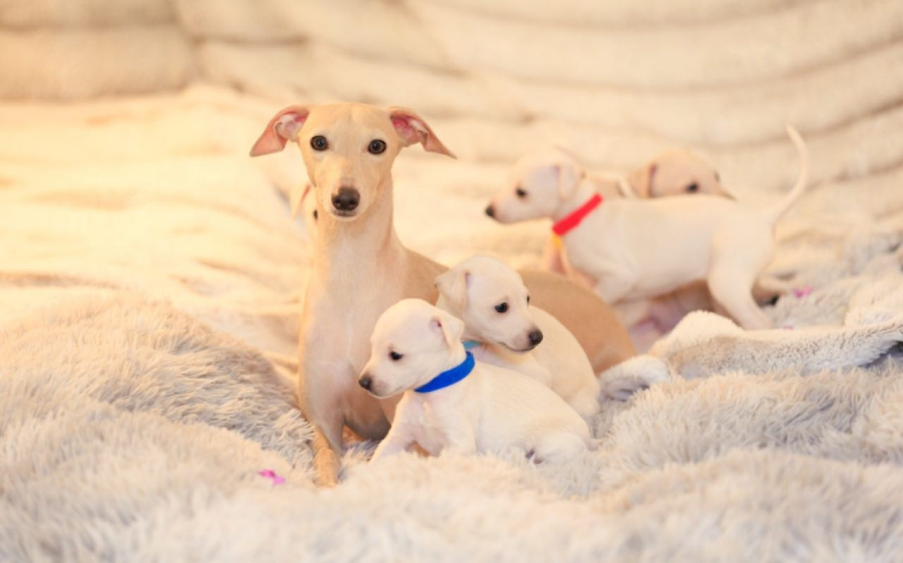 Jeremy & Jupiter. Профессиональный питомник левреток РКФ/FCI ASTI SAPPHIRE 💎 Сочи|Санкт-Петербург