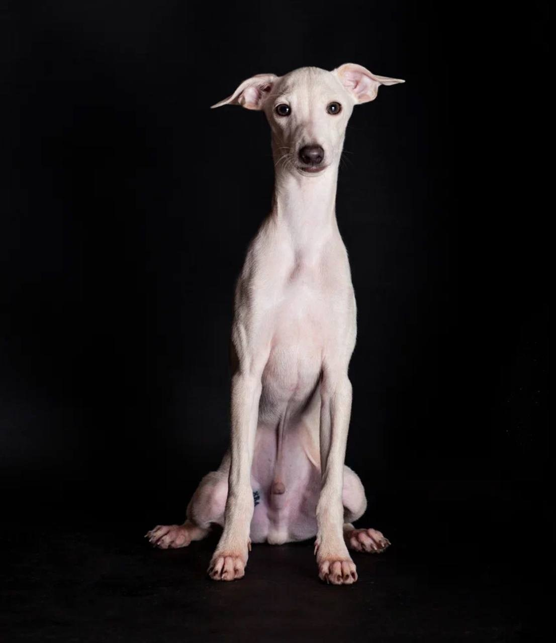 Jeremy & Jupiter. Профессиональный питомник левреток РКФ/FCI ASTI SAPPHIRE 💎 Сочи|Санкт-Петербург