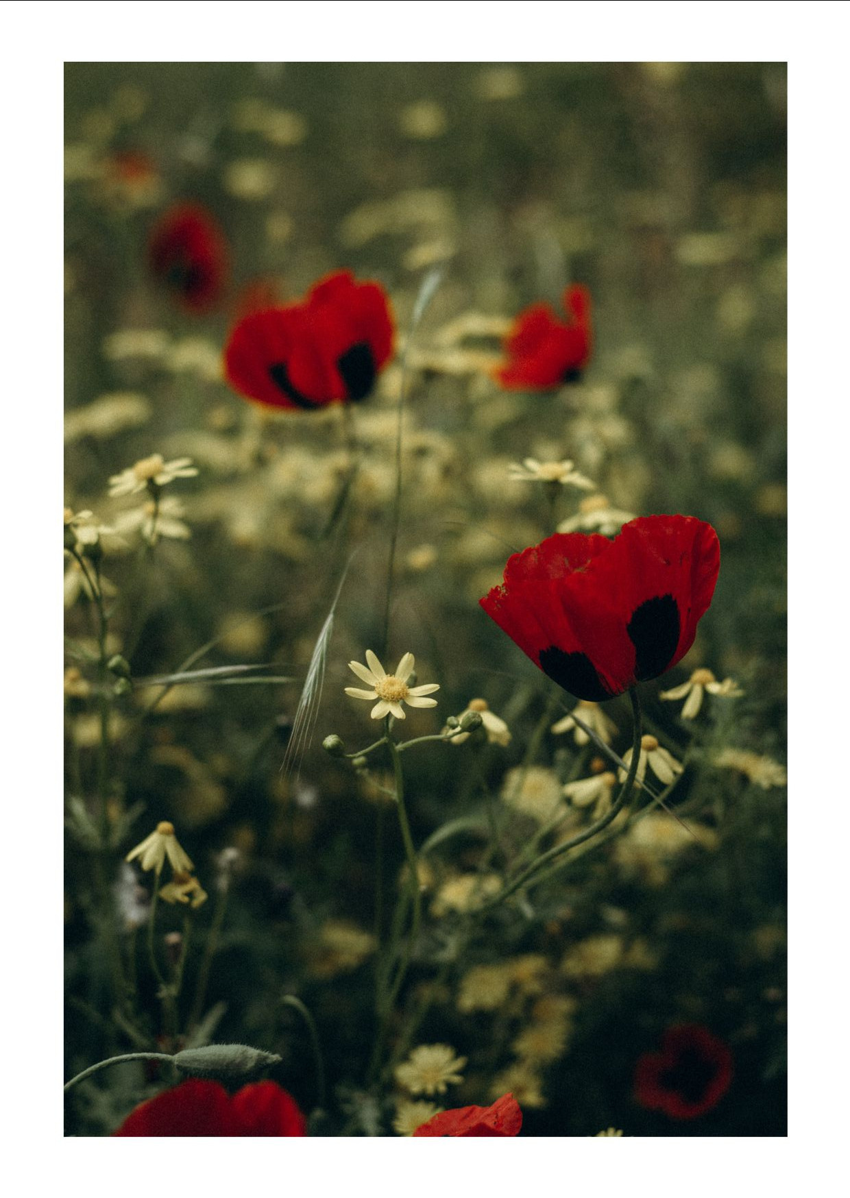 Открытки. Anita_photo