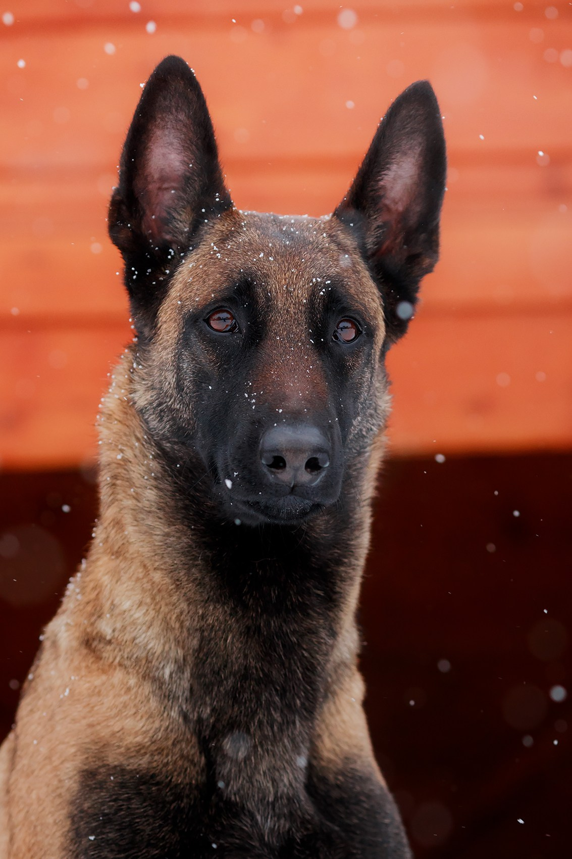 Зимние портреты. Фотограф-анималист Mary Mart — Москва, Питер