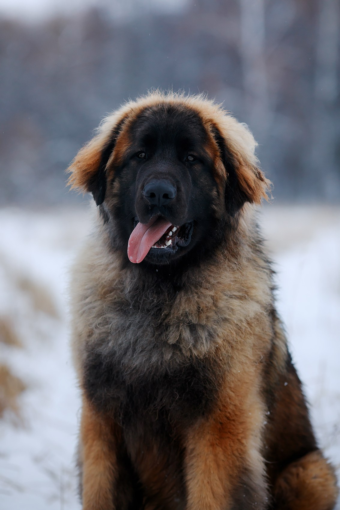 Леоненбергеры. Фотограф-анималист Mary Mart — Москва, Питер
