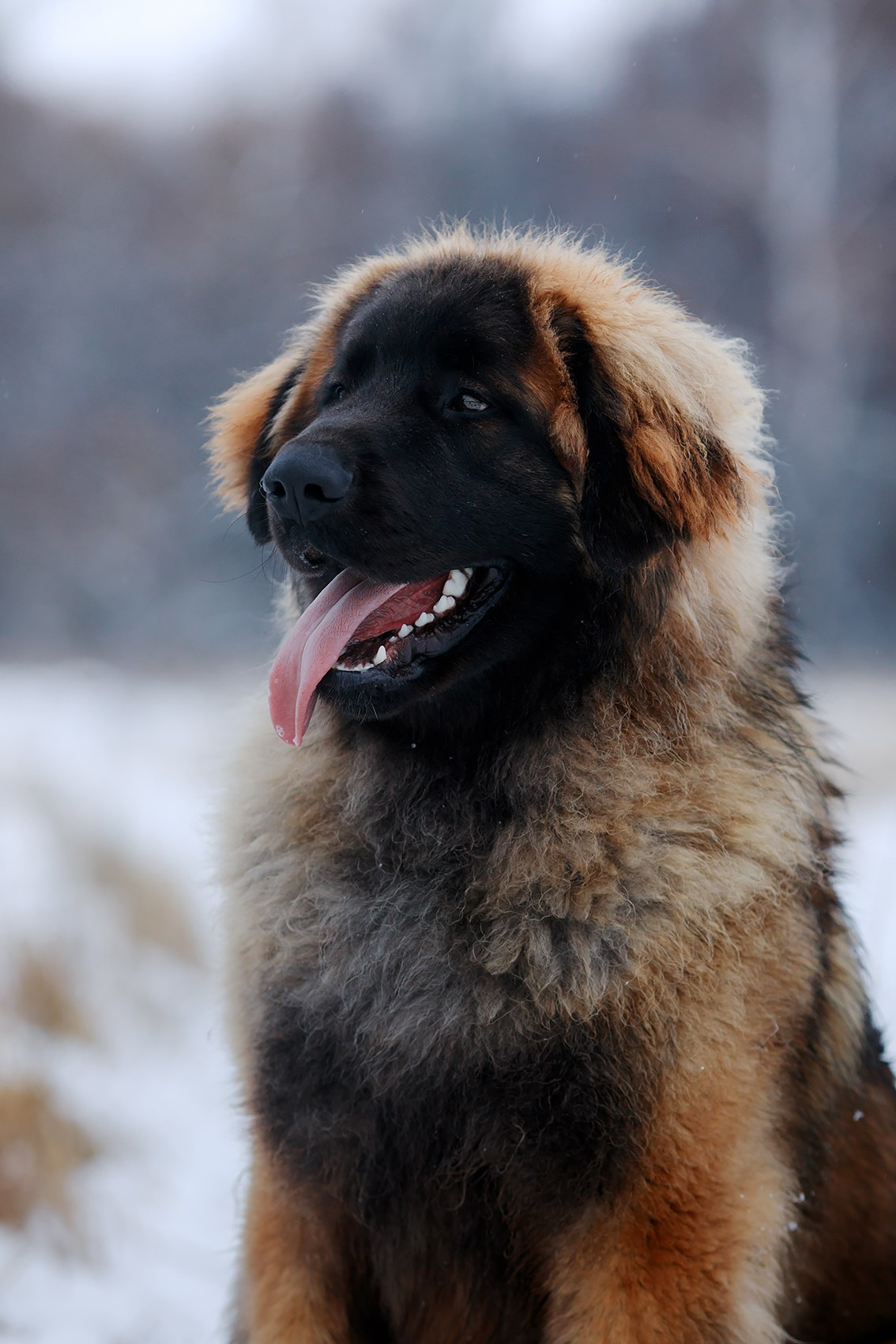Леоненбергеры. Фотограф-анималист Mary Mart — Москва, Питер