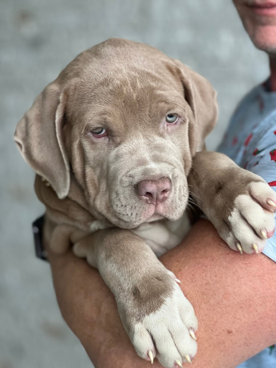 Все свободные щенки. Американские булли XL в г. Калининград. Питомник Great Bully UNIVERSE