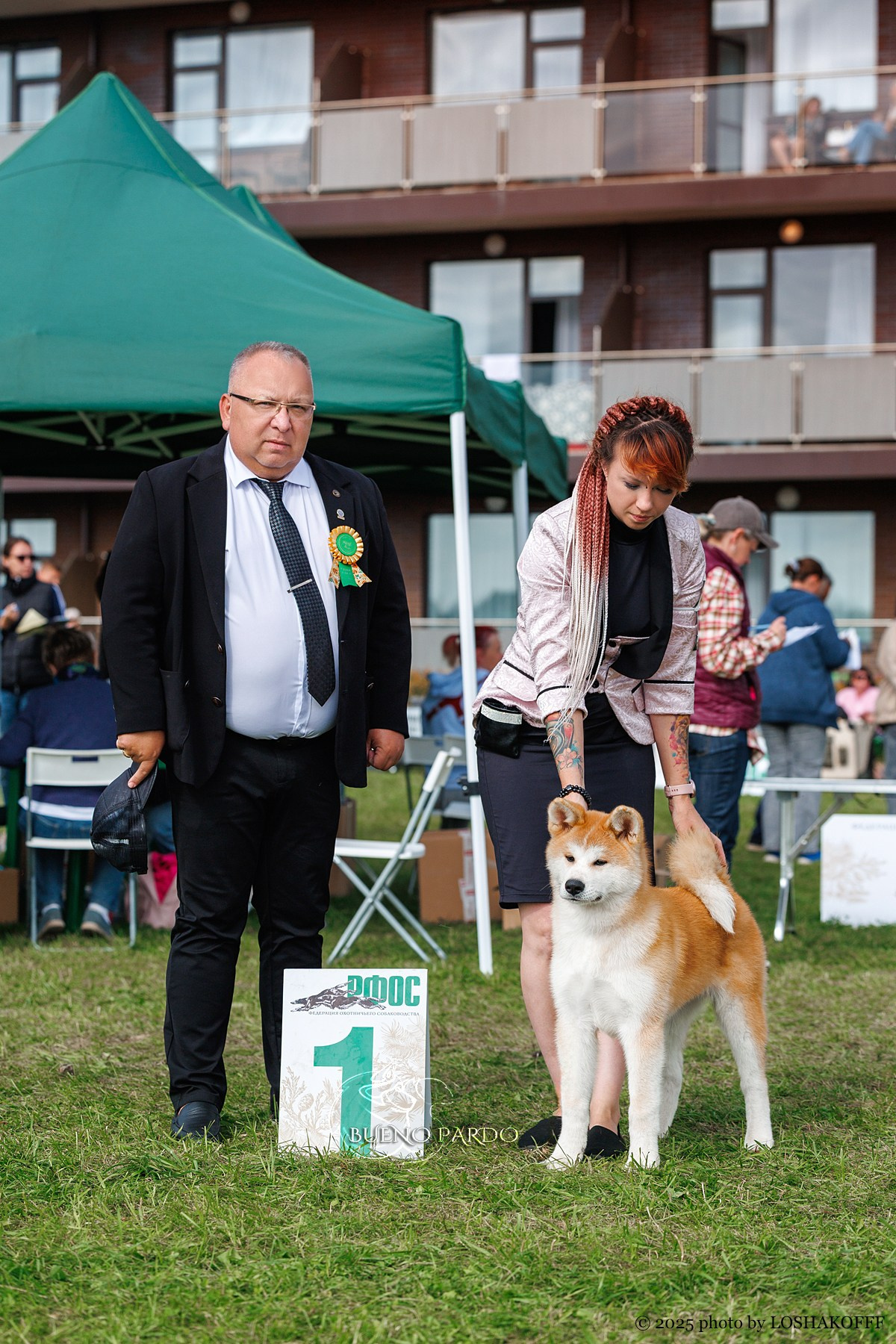 АКИТА. Kawaii Kuma питомник собак пород Корги пемброк, Акита ину, Сиба