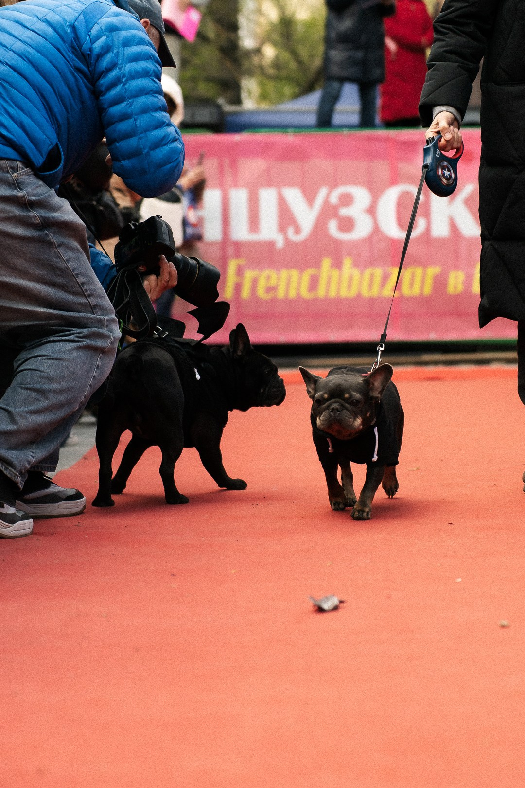 Парад Бульдогов. Axenov_eugene