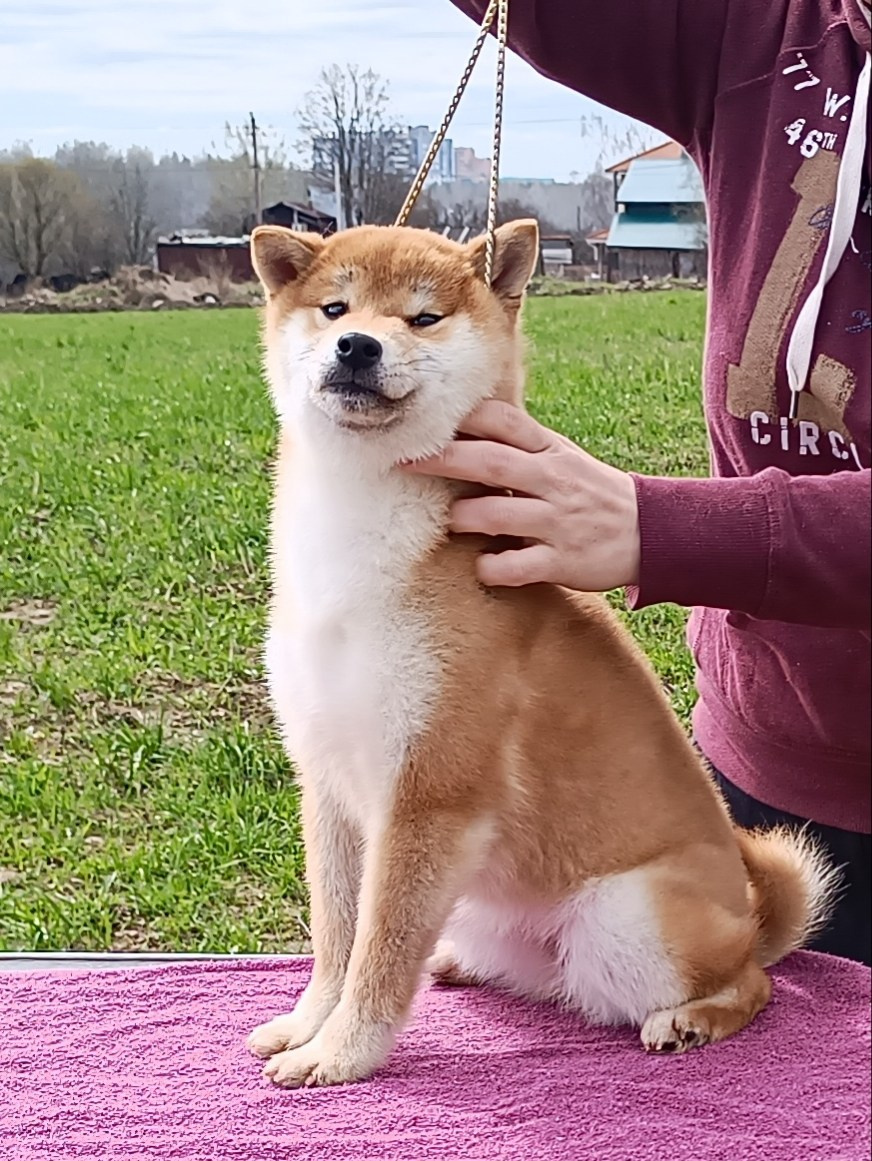 Rubylight Bella * Белла. Американская акита I Сиба ину I Питомник RUBYLIGHT