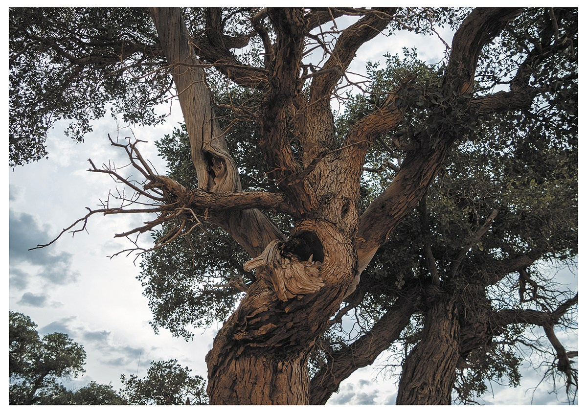 Природа и пейзажи / Nature and landscapes. Visual artist Olga Burmistrova