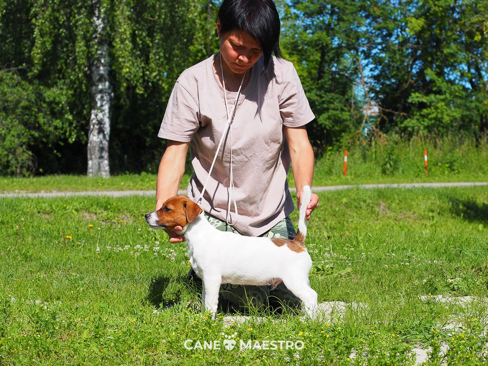 Мальчик 1 галерея. CANE MAESTRO — kennel Jack Russell Terrier
