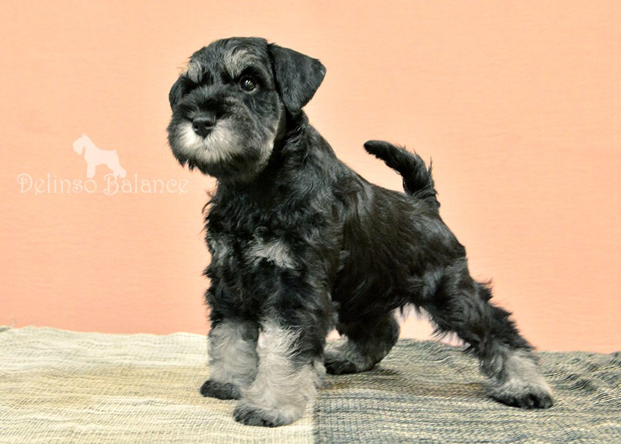 питомник цвергшнауцеров купить щенка цвергшнауцера делинсо бэлэнс 