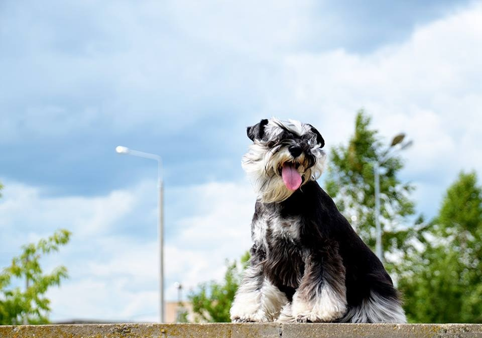 Леля/Asson Ari Unara Valeri. Питомник цвергшнауцеров в Беларуси «Делинсо Бэлэнс»