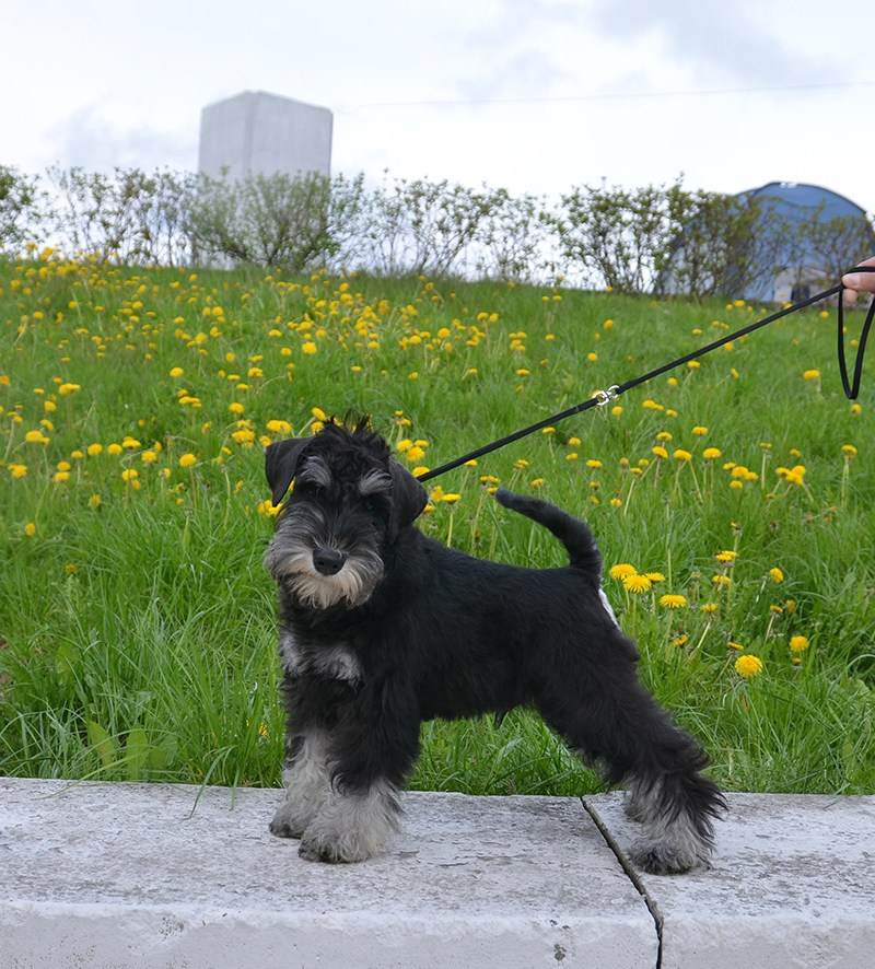 Изар/Delinso Balance Izar Tesoro. Питомник цвергшнауцеров в Беларуси «Делинсо Бэлэнс»