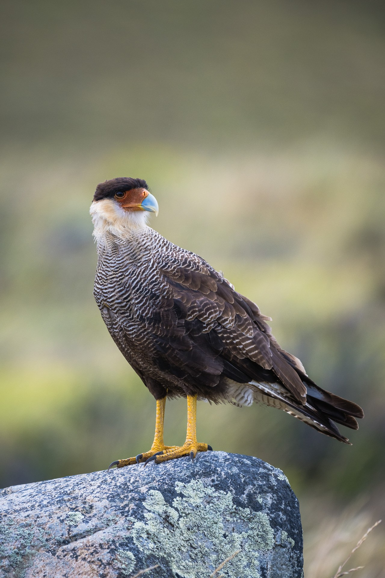 Фотографии макромира для интерьера Вашего дома, квартиры, офиса или да. Авторские стильные фотокартины