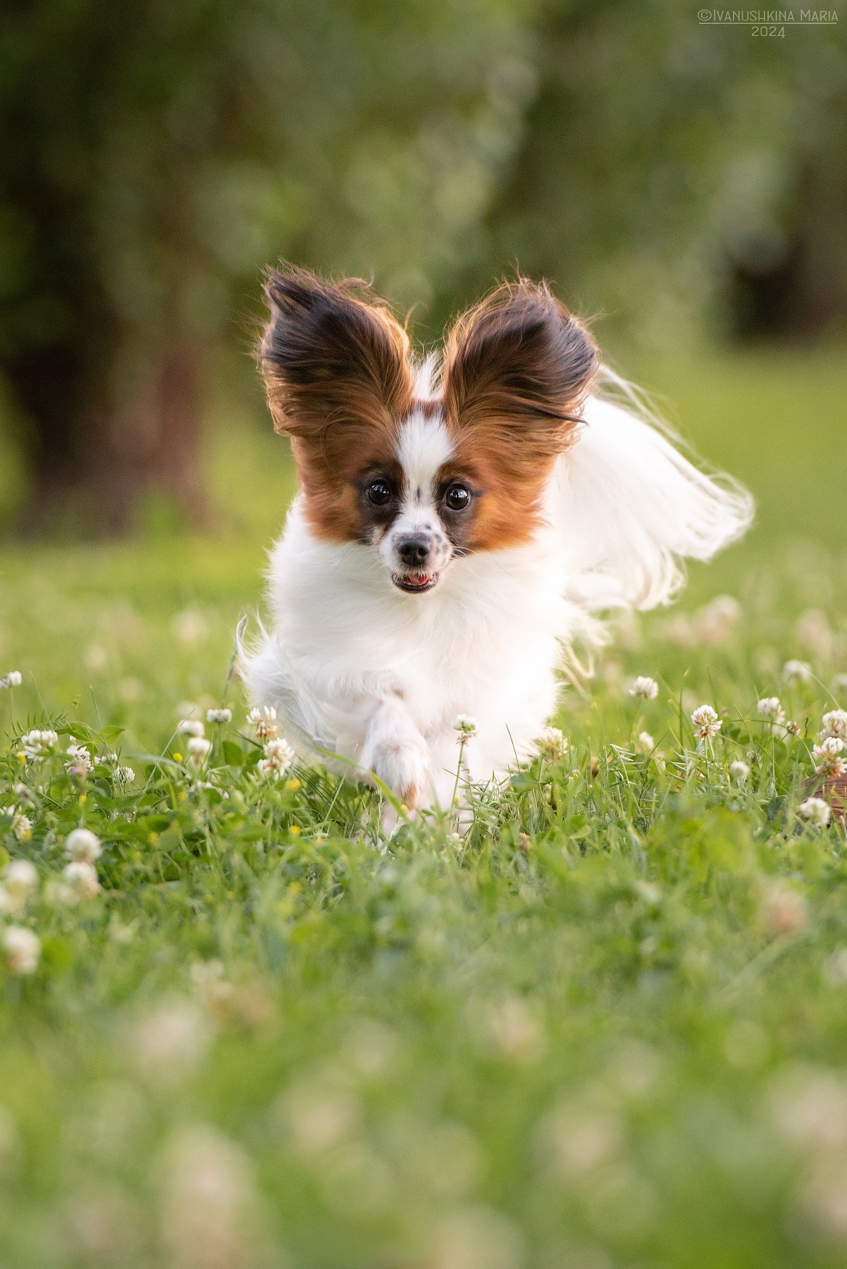 Фотограф-анималист. Фотограф собак в Москве и Московской области Иванушкина Мария