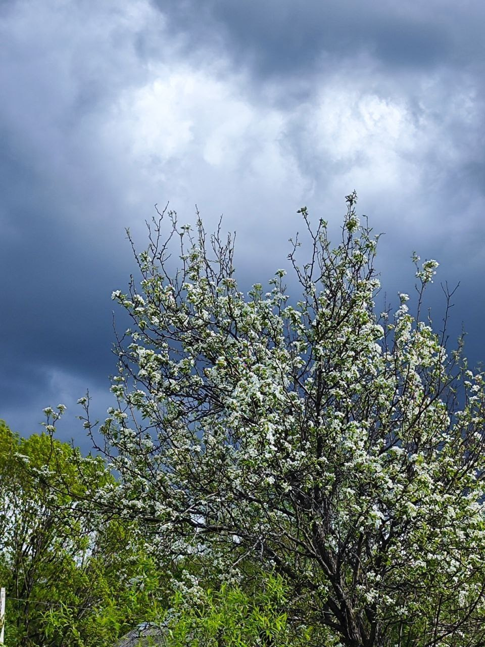 дачи, город, архитектура, стрит, репортажная фотография, фотография, Хабаровск, фотосессия, фотограф, дом, новостройка, улицы, жизнь города, town, art, photo, photographer, photo, Khabarovsk, Far East, street photo, природа, Дальний Восток, тайга, цветы, закат, небо, облака, nature, clouds, forest, flower, sunset, river, река