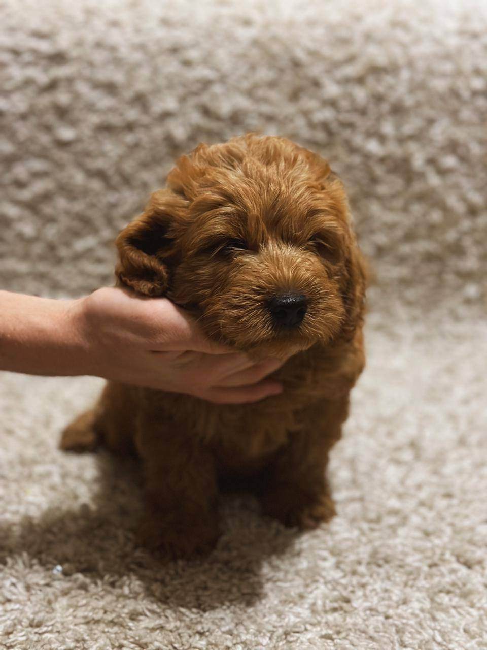 Щенки. Заводчик Labradoodle в Санкт-Петербурге — Костылева Ульяна