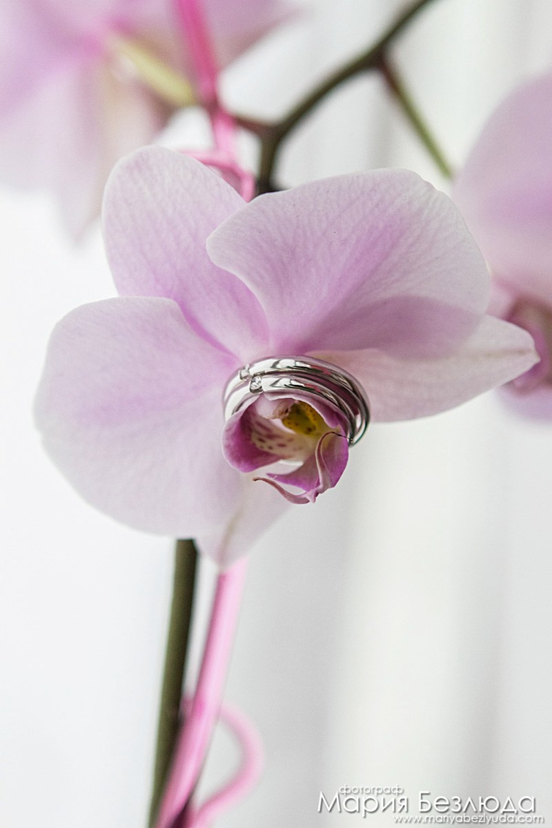 Яркие моменты с разных свадеб (2008–2024 гг). Семейный и детский фотограф в Москве Мария Быкова