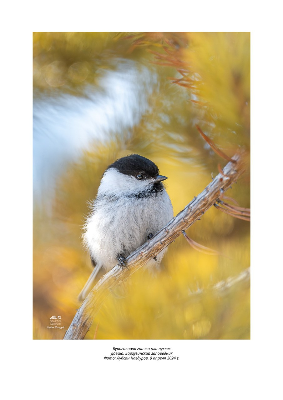 Фотовыставка «Дети природы». Фотограф Лубсан Чагдуров