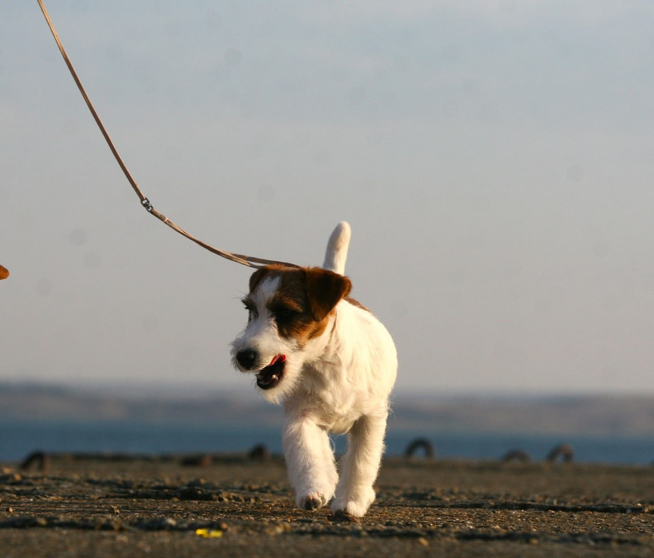 Port Fortis Amore Mio. Lovely-Orange питомник джек рассел терьеров