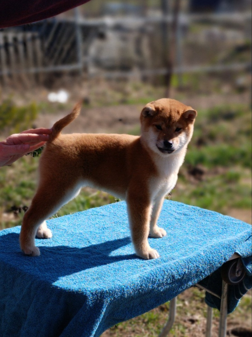 Сиба Rubylight Emma питомник Рубилайт 