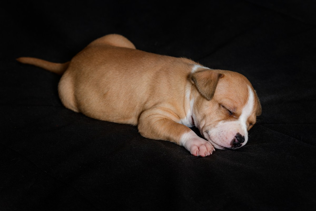 ЖЫВЁЛЫ. Вясельны і партрэтны фатограф Сяргей Клемянок