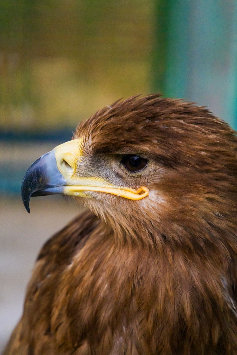 Птицы. Photomantis