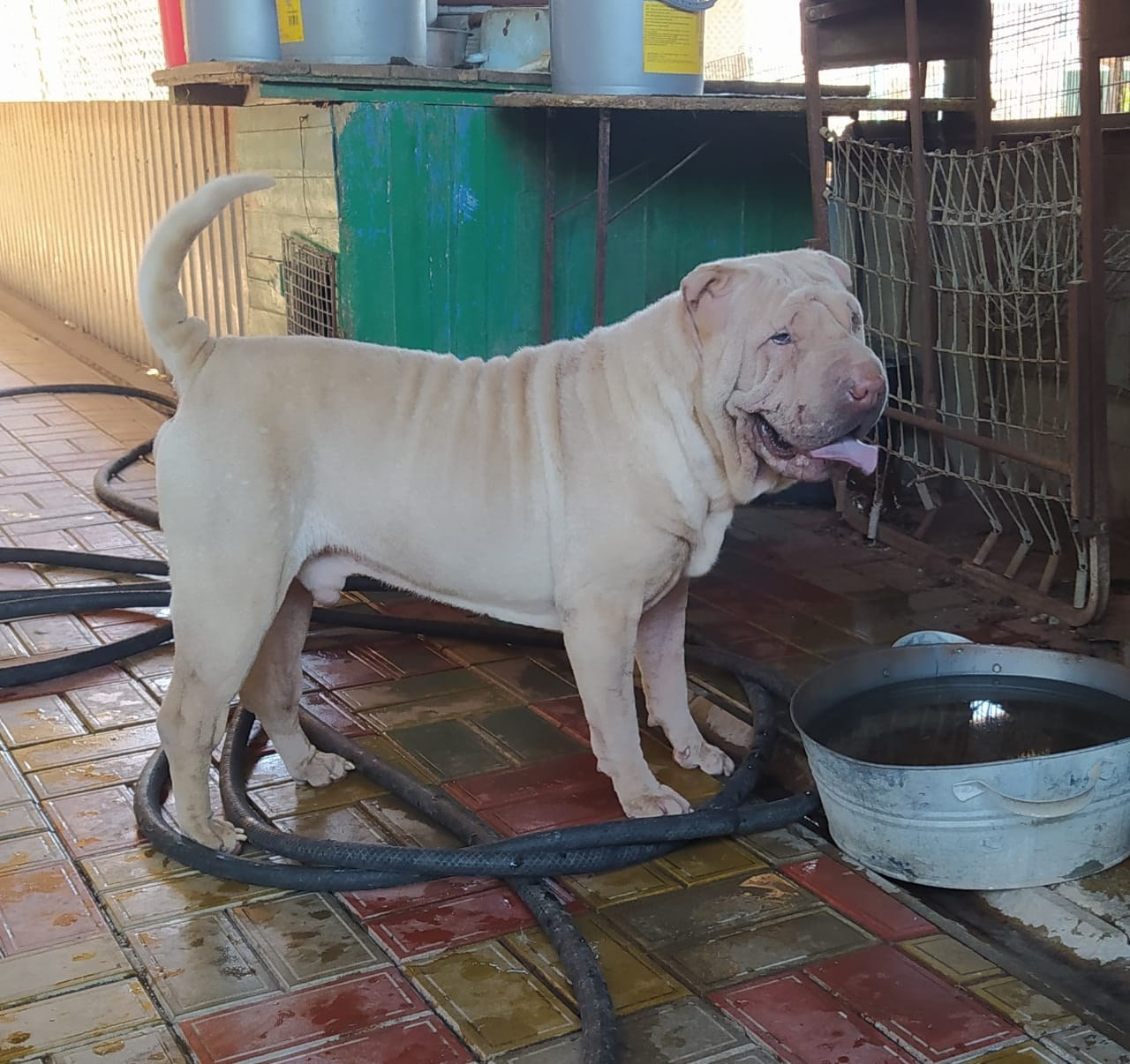 Купить Шарпей Хабаровск, Купить Шарпея Хабаровск, Купить щенка Шарпей Хабаровск, ТОП питомник Шарпеев Хабаровск, Питомник Шарпей  Хабаровск, 
