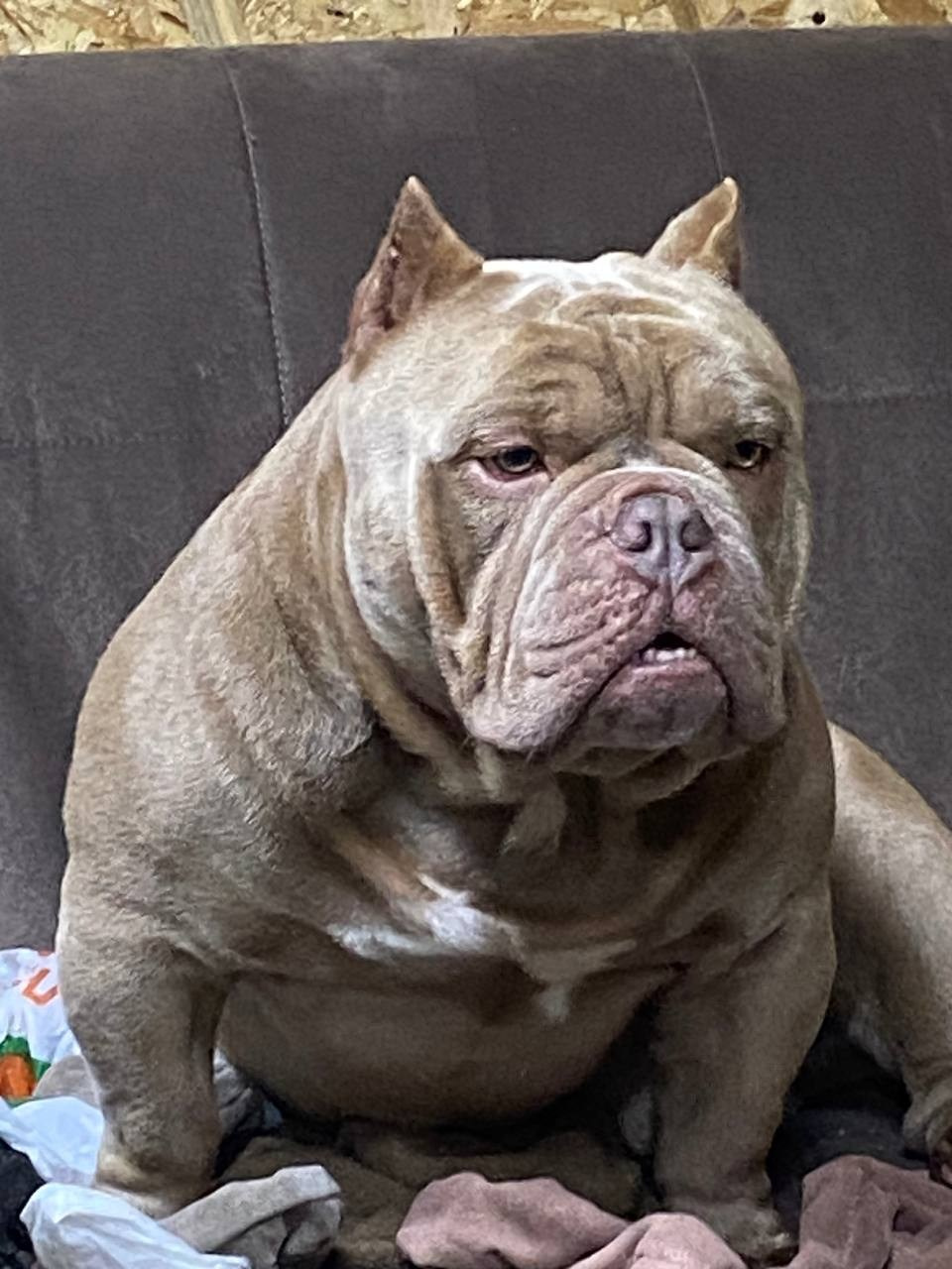 Купить Французского Бульдога Екатеринбург, Купить щенка Французского бульдога Екатеринбург, Питомник Французских Бульдогов Екатеринбург,  Питомник Французский Бульдог Екатеринбург, 