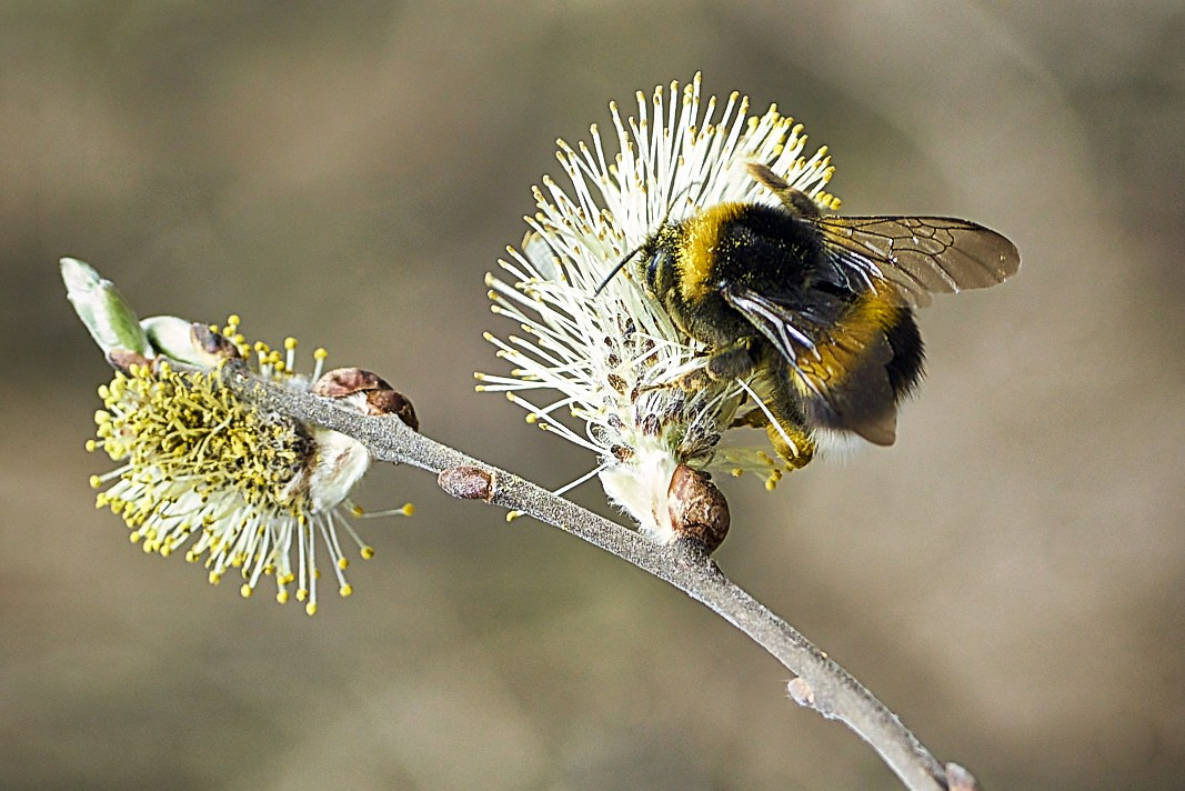 Наша мать — природа. Фотограф Владимир Артамонов