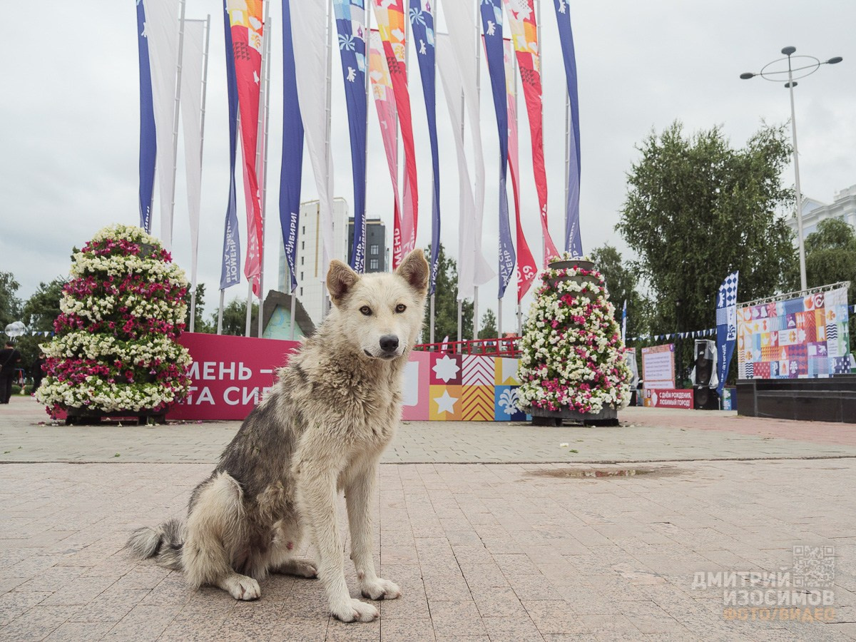 День города 439