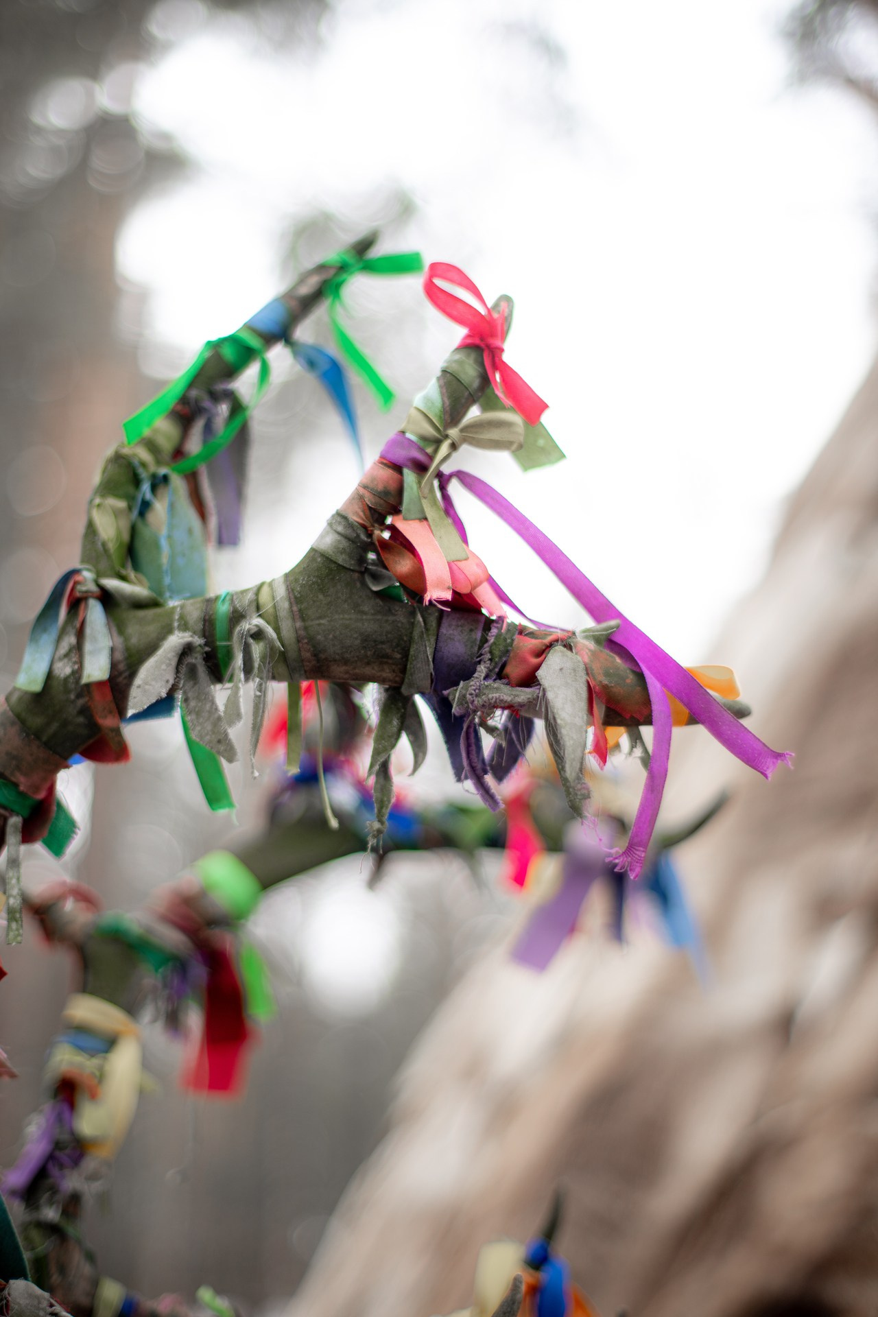 Аристократка Севера. Фотограф в Красноярске Нерозя Александр. Пейзаж, природа, портрет