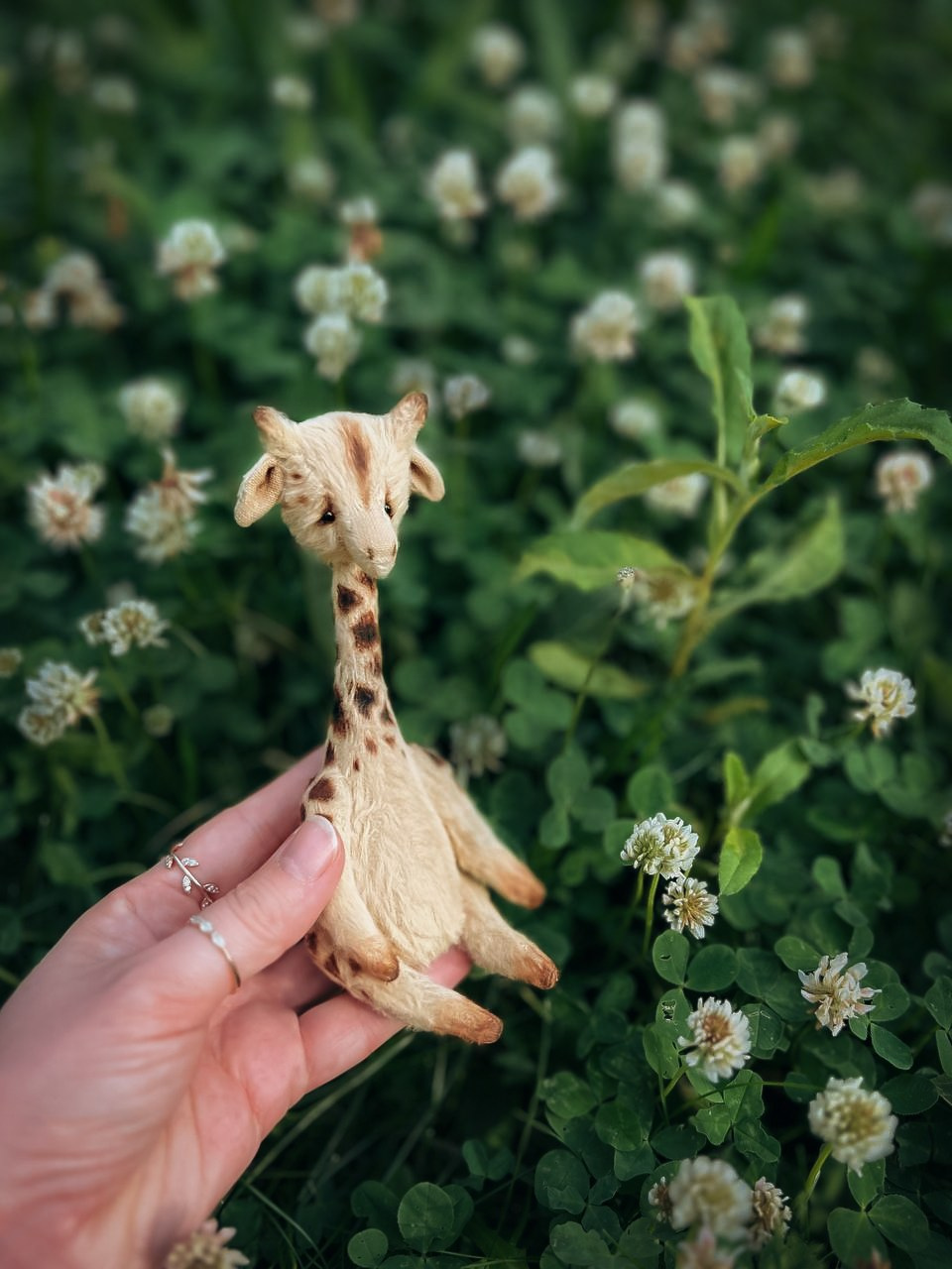 Тедди. Фотограф Ольга Сальманович