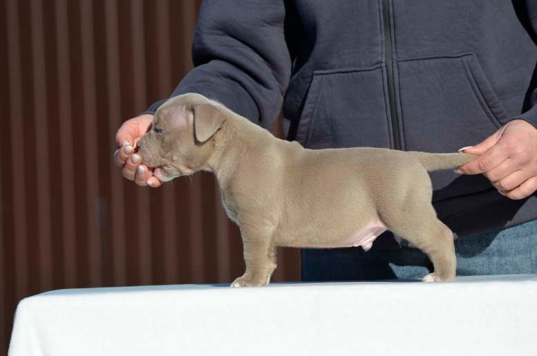Дети Камелия. ПИТОМНИК СОБАК ПОРОДЫ АМЕРИКАНСКИЙ БУЛЛИ