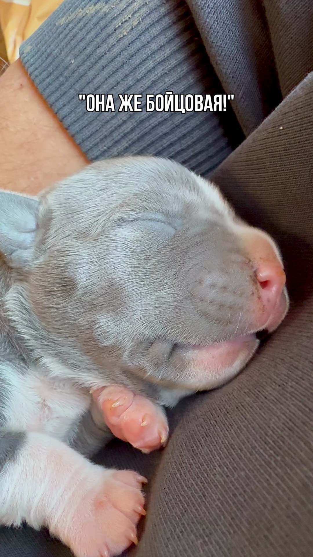 Сильвия и Терра. Александр Атлес Фотограф