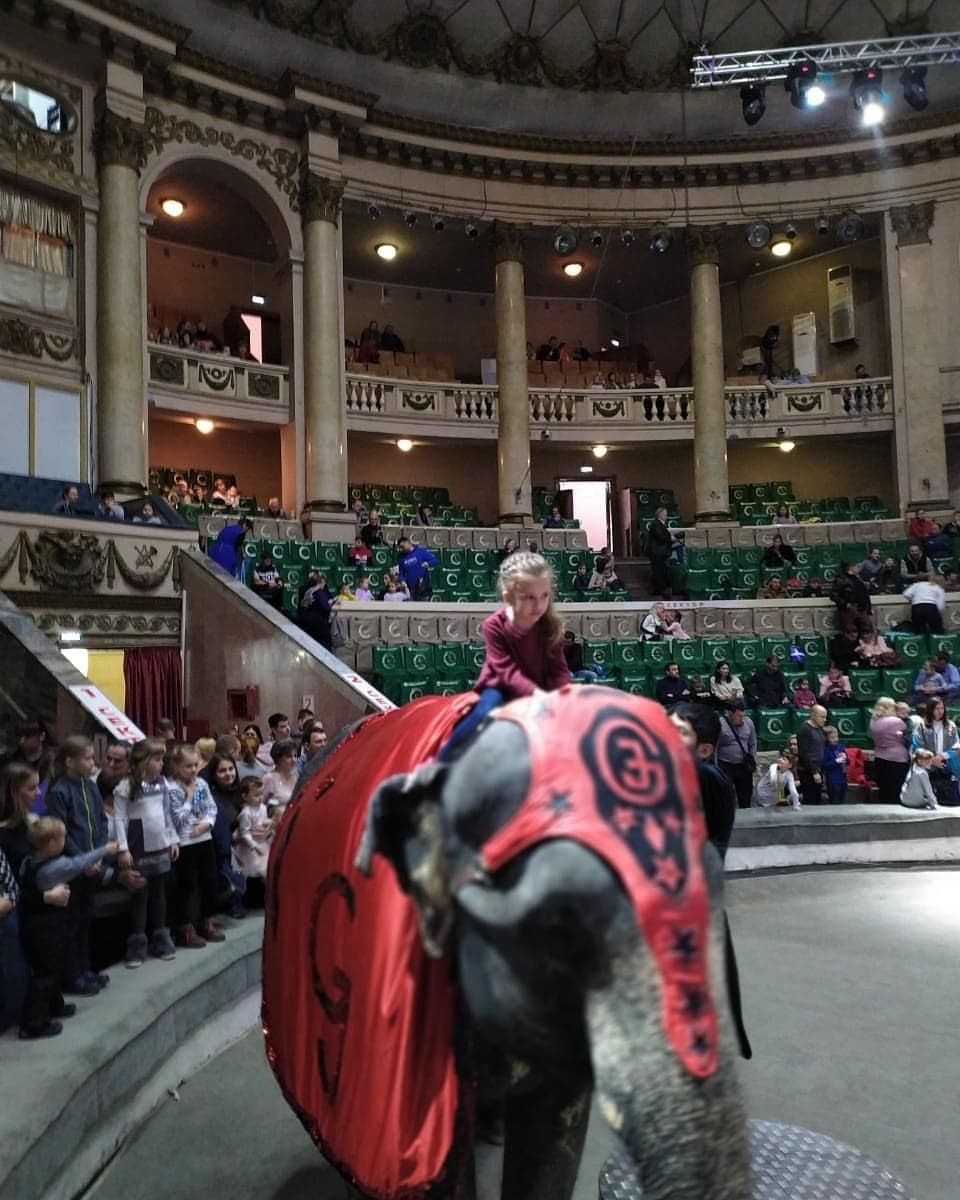 Новогоднее чудо продолжается: восторг от циркового шоу «Слоны и Дед Мороз»