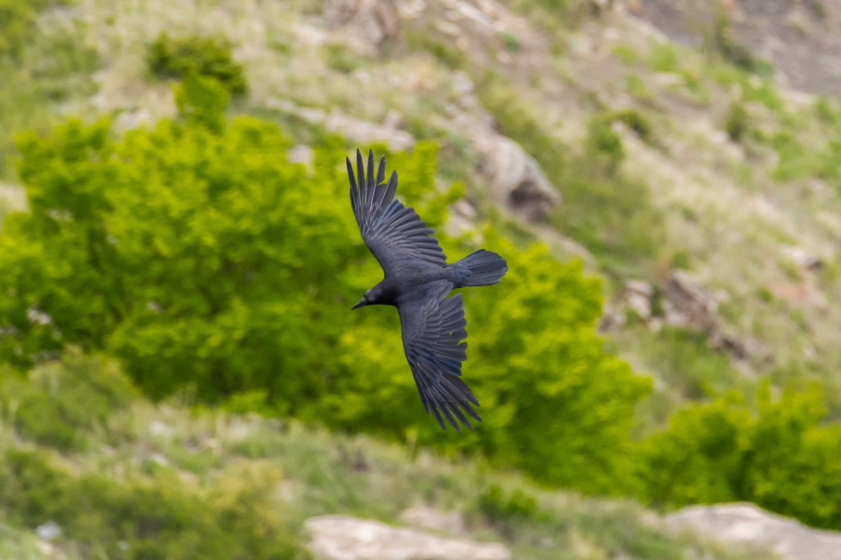 Птицы. Photomantis