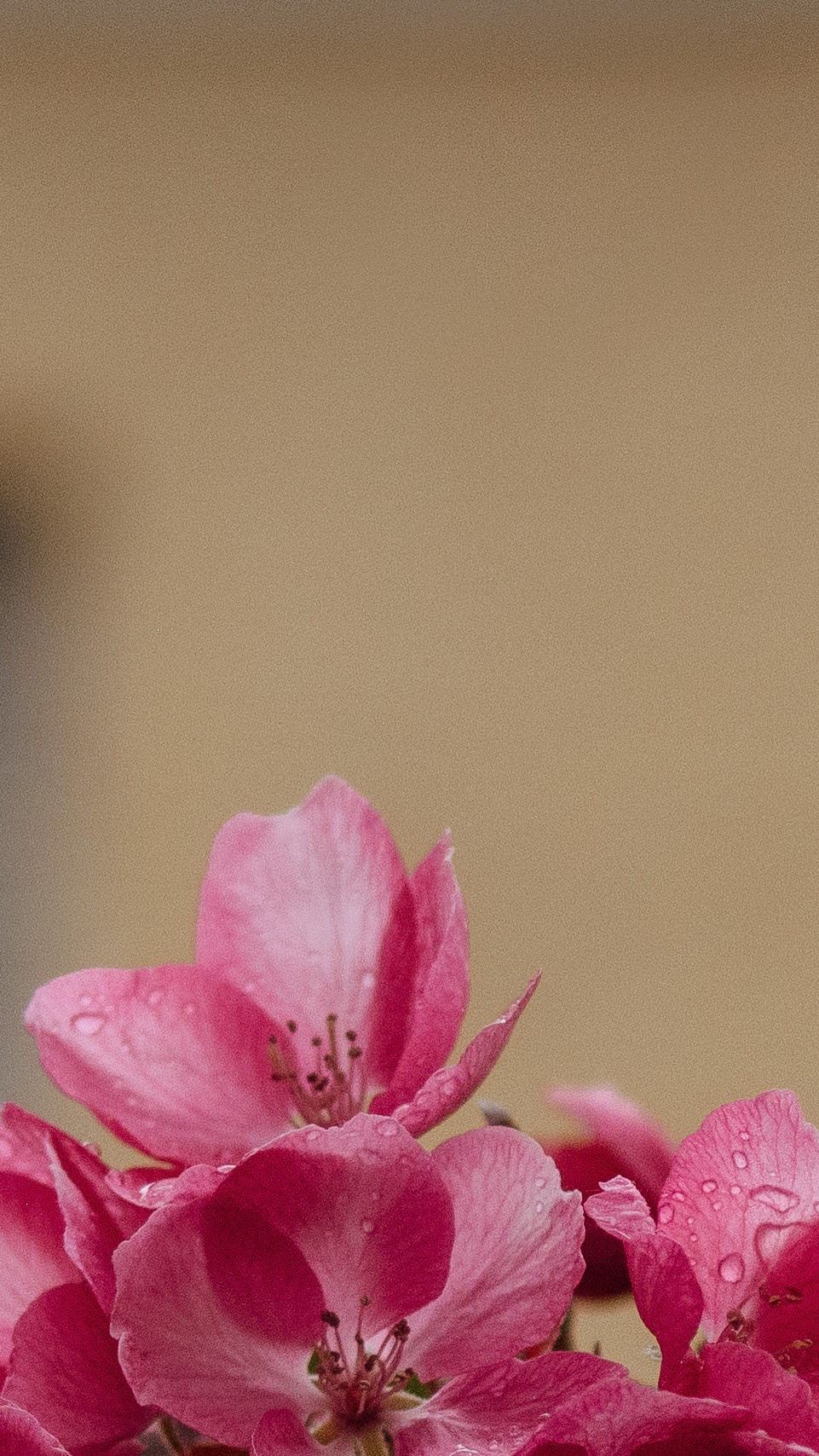 Обои на телефон. Семейный и детский фотограф в Москве