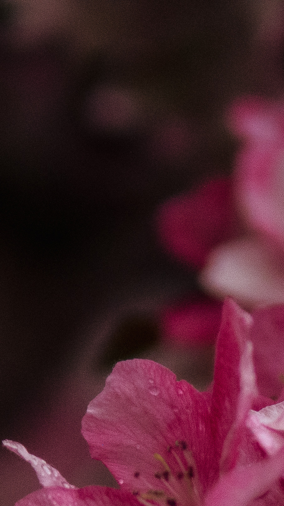 Обои на телефон. Семейный и детский фотограф в Москве