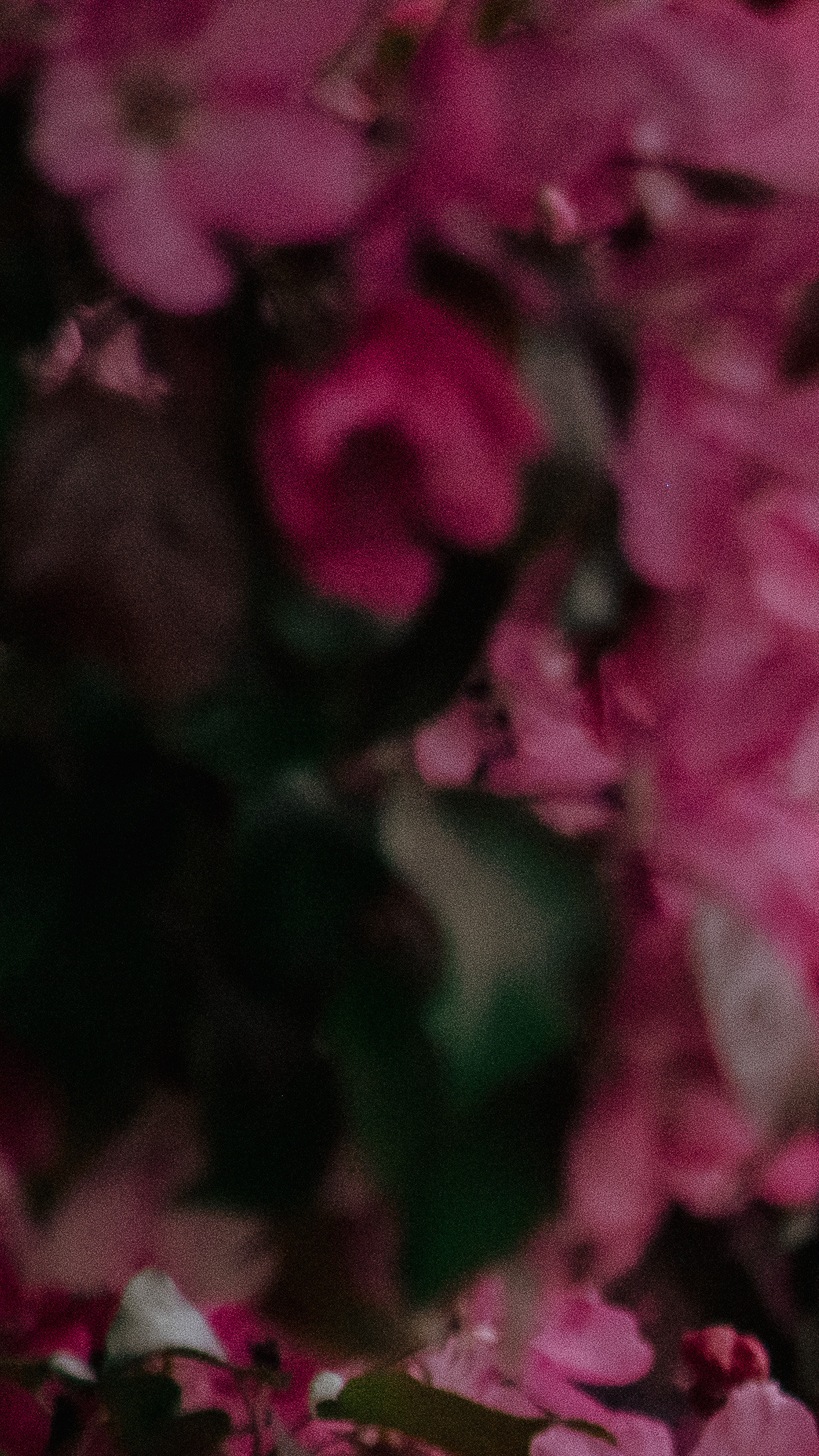 Обои на телефон. Семейный и детский фотограф в Москве