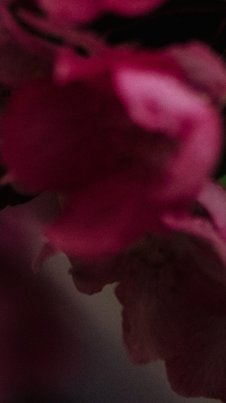 Обои на телефон. Семейный и детский фотограф в Москве