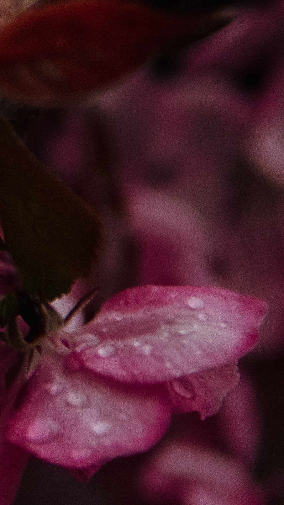 Обои на телефон. Семейный и детский фотограф в Москве