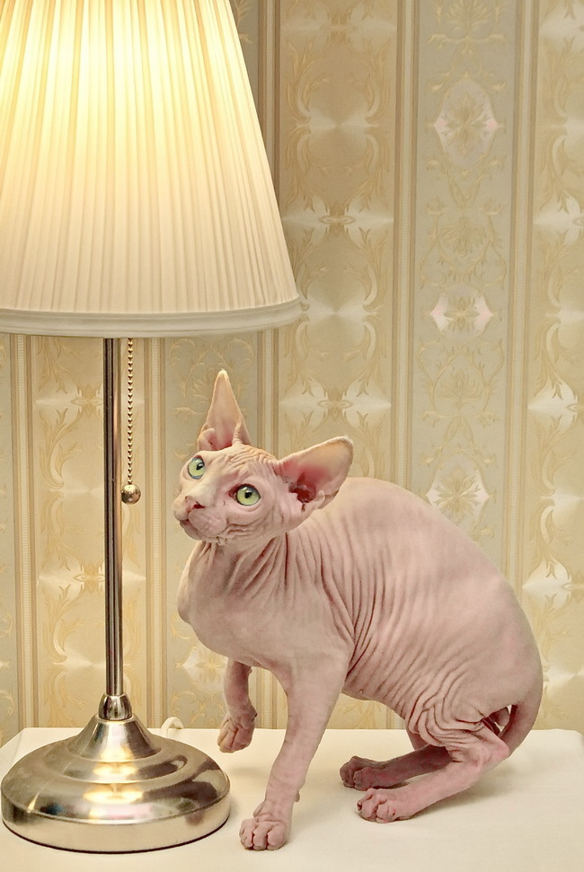 ретро фотосессия спб, фотосессия недорого спб, семейная фотосессия спб, детская фотосессия спб, фотосессия спб, фотостудия спб, фото крестины ребенка спб, семейный фотограф, семейное фото, деловой портрет, бизнес портрет, фотопрогулка, фотопрогулка спб, съемка с животными, съемка животных