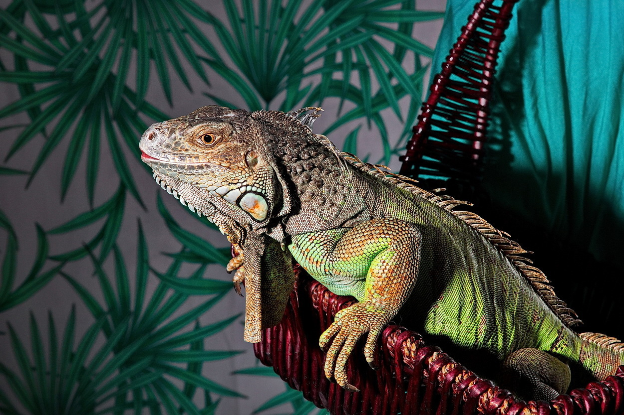 ретро фотосессия спб, фотосессия недорого спб, семейная фотосессия спб, детская фотосессия спб, фотосессия спб, фотостудия спб, фото крестины ребенка спб, семейный фотограф, семейное фото, деловой портрет, бизнес портрет, фотопрогулка, фотопрогулка спб, съемка с животными, съемка животных