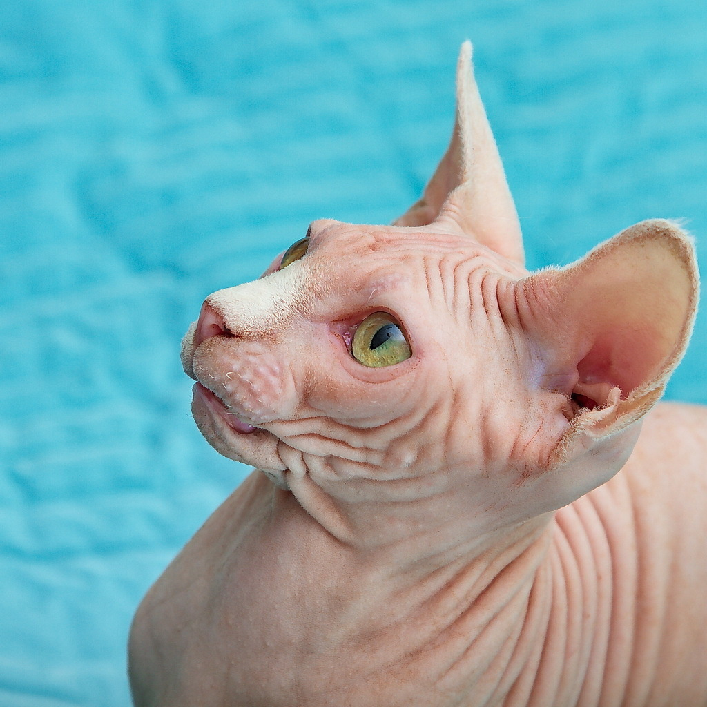 ретро фотосессия спб, фотосессия недорого спб, семейная фотосессия спб, детская фотосессия спб, фотосессия спб, фотостудия спб, фото крестины ребенка спб, семейный фотограф, семейное фото, деловой портрет, бизнес портрет, фотопрогулка, фотопрогулка спб, съемка с животными, съемка животных