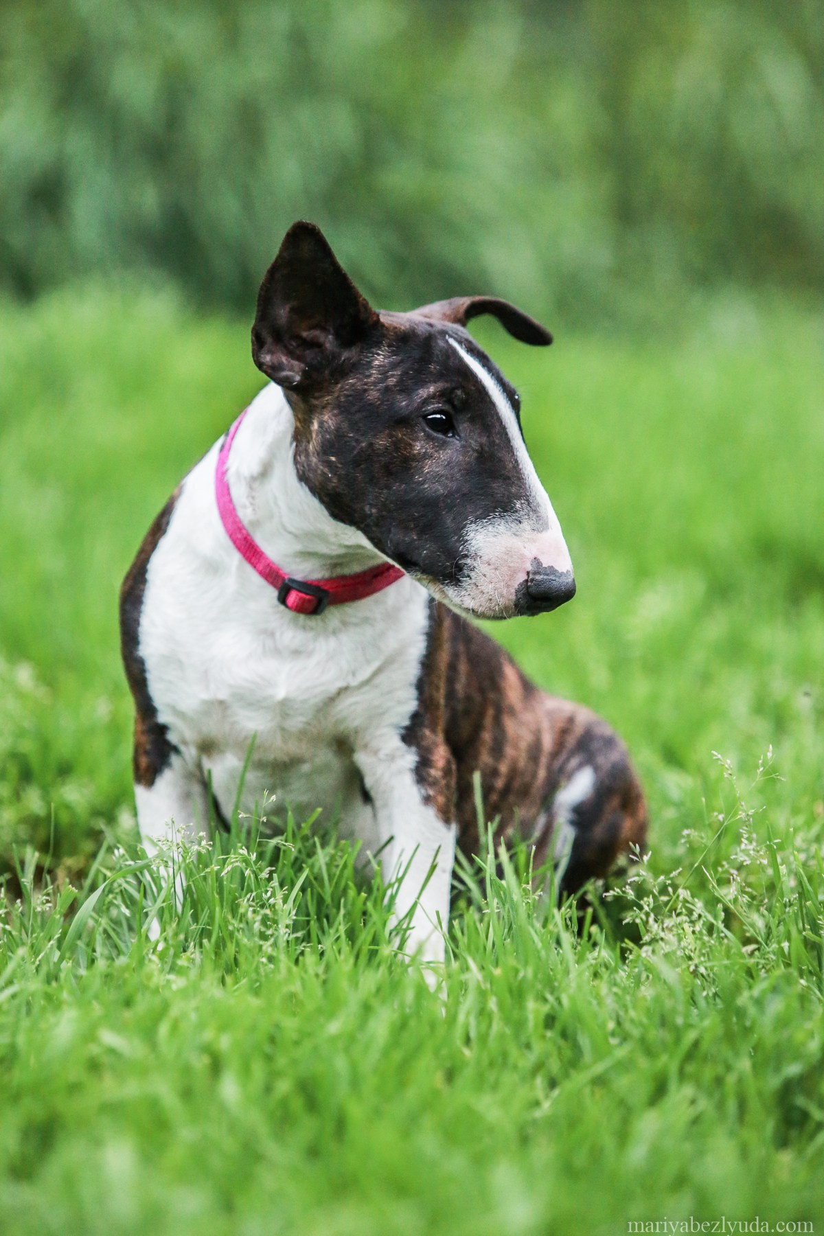 Щенки. Семейный и детский фотограф в Москве Мария Быкова