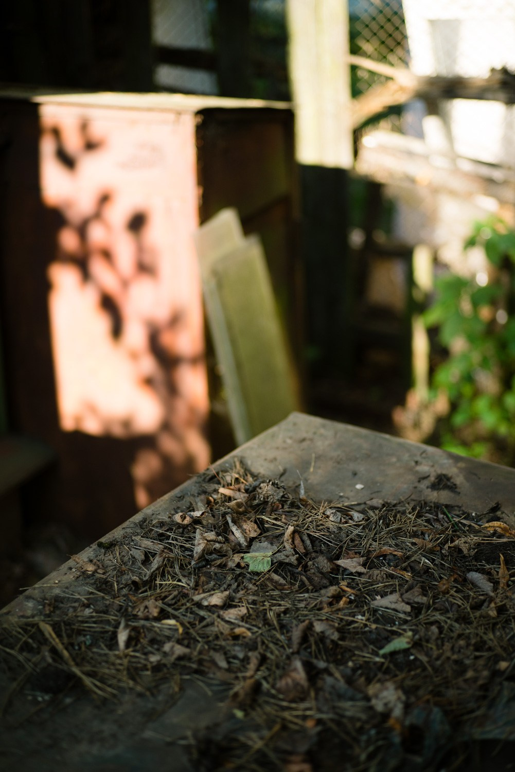 Summer Recurrences. Пётр Антонов